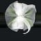 JAM Paper White Corsage Wristlet with Iridescent Sparkles